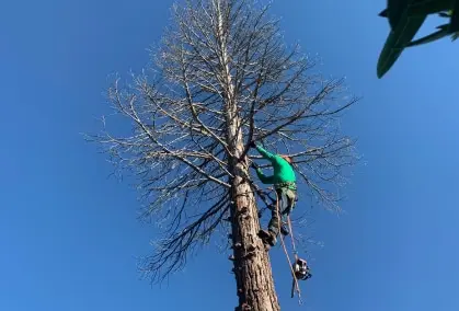 Climber Removing Dead Tree - Zazueta Tree Specialists - Zazueta Tree Specialists Zazueta Tree Specialists climber ascends a leafless dead tree with rigging lines to safely dismantle it from the top down.