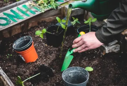 Tree Planting Service - Zazueta Tree Specialists - Zazueta Tree Specialists Zazueta Tree Specialists carefully transplanting nursery seedlings into prepared soil to give each new tree the best chance to thrive.
