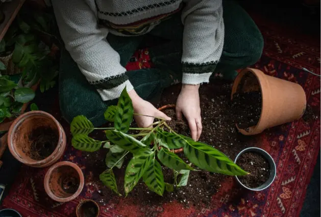 Person carefully handling the roots and soil of a green potted plant during transplanting.