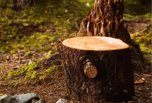 Level-Cut Stump In Woods - Zazueta Tree Specialists - Zazueta Tree Specialists Cleanly cut stump left after tree removal by Zazueta Tree Specialists, prepped for professional stump grinding down to level.