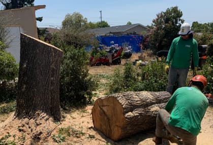Zazueta Tree Specialists crew cutting a large trunk into sections for hauling, leaving the site clean after a professional tree removal.