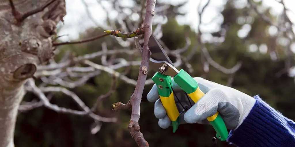 Gloved hand using bypass pruners to trim a small dormant branch on a deciduous tree during winter.
