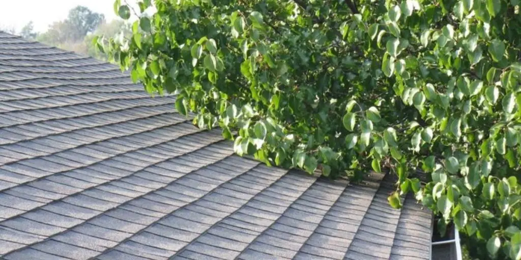 Green tree branches resting against the shingles of a residential roof.
