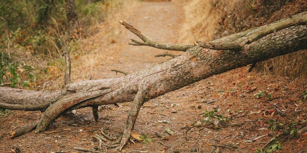 Fallen tree branch across a dirt forest path, autumn leaves scattered around