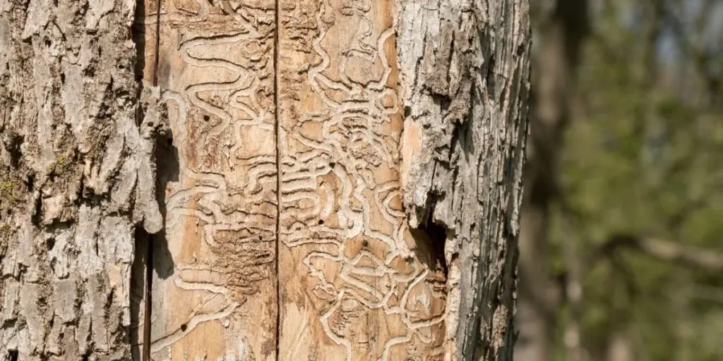 Does Tree Bark Grow Back? - Zazueta Tree Specialists - Zazueta Tree Specialists Close-up of a tree trunk with damaged bark and winding gallery tracks left by wood-boring insects.