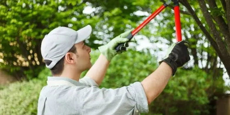 How Tree Trimming Improves Curb Appeal - Zazueta Tree Specialists An arborist trimming tree branches to improve curb appeal.