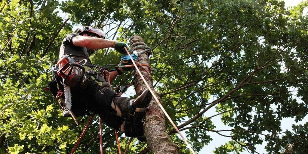 Arborist vs Tree Trimmer - Zazueta Tree Specialists - Zazueta Tree Specialists An arborist in a safety harness working on a tall tree trunk.