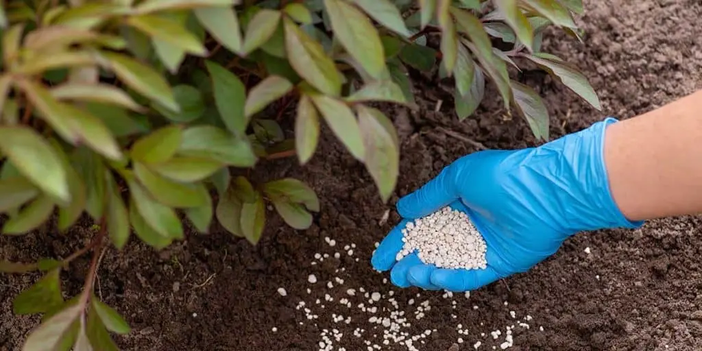 Best Time to Fertilize Trees - Zazueta Tree Specialists - Zazueta Tree Specialists A gloved hand spreading fertilizer pellets onto soil next to a plant.