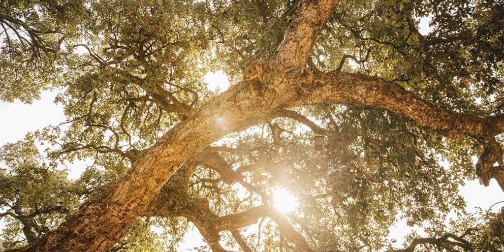 Sunlight filters through the branches of a large leafy tree, creating a warm, dappled glow on the leaves and trunk.