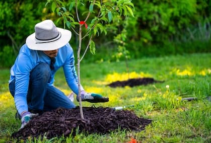 Worker spreading mulch around the base of a freshly planted young tree during tree planting work.