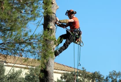tree removal morgan hill