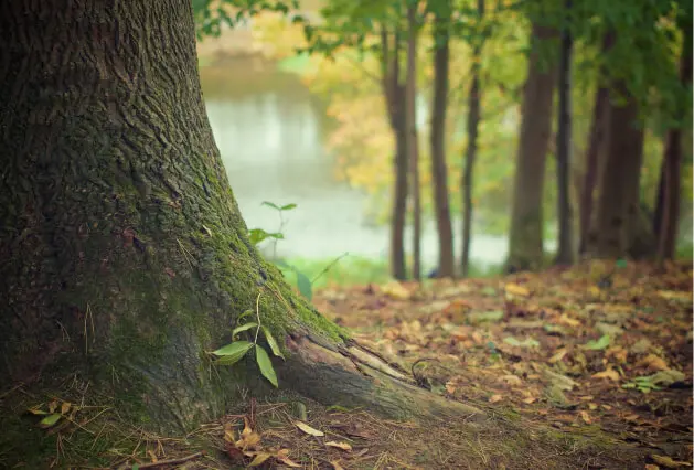 Mature moss-covered tree with exposed roots representing healthy tree options for professional tree sourcing.