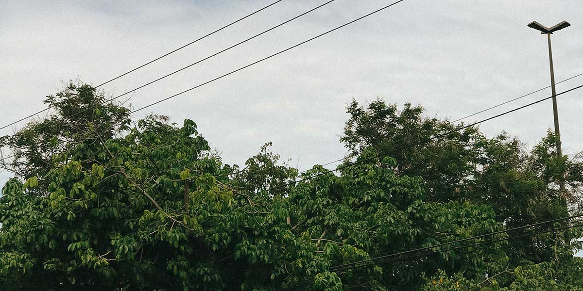 Mature tree branches extending near overhead power lines against a cloudy sky.