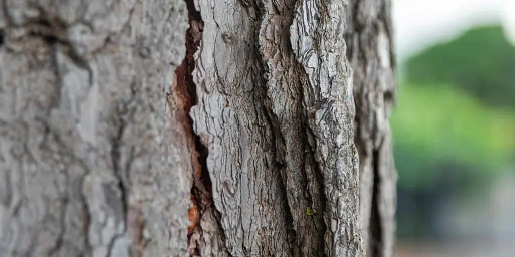 Causes of Bark Cracking - Zazueta Tree Specialists - Zazueta Tree Specialists A close-up view of rough, deeply cracked tree bark, highlighting natural vertical fissures and texture on the tree trunk.