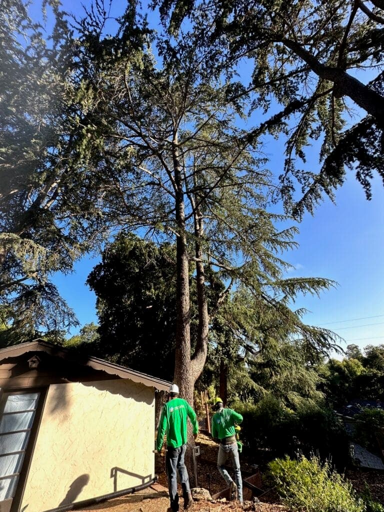Zazueta brothers working on a tree for their Campbell, Ca, tree service