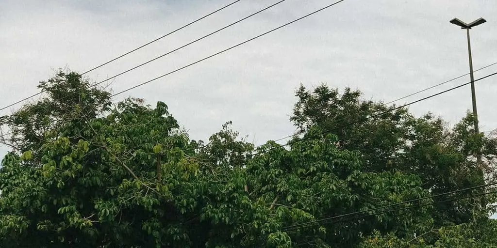 Trimming Branches Touching Power Lines - Zazueta Tree Specialists - Zazueta Tree Specialists Mature tree branches extending near overhead power lines against a cloudy sky.
