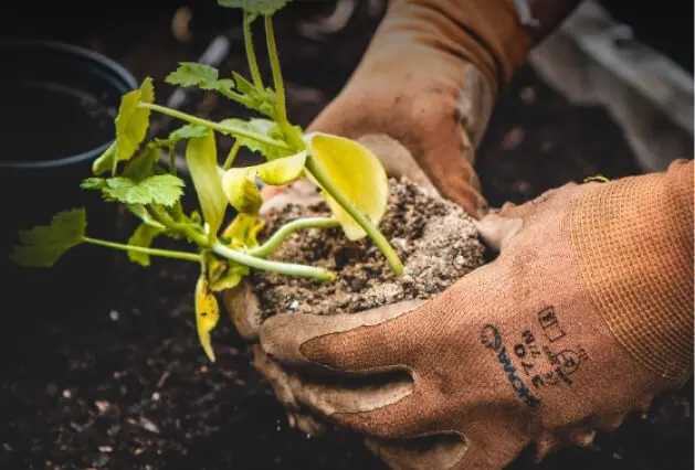 Worker wearing gloves carefully positioning a young tree in a prepared soil hole during the planting process.