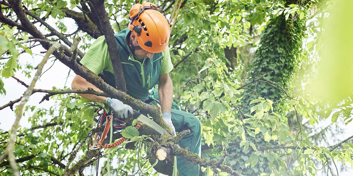 An arborist wearing a helmet and safety gear cutting a tree branch with a hand saw.