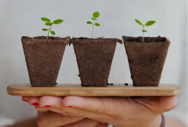 Hands holding three biodegradable pots containing young green saplings for tree species selection.