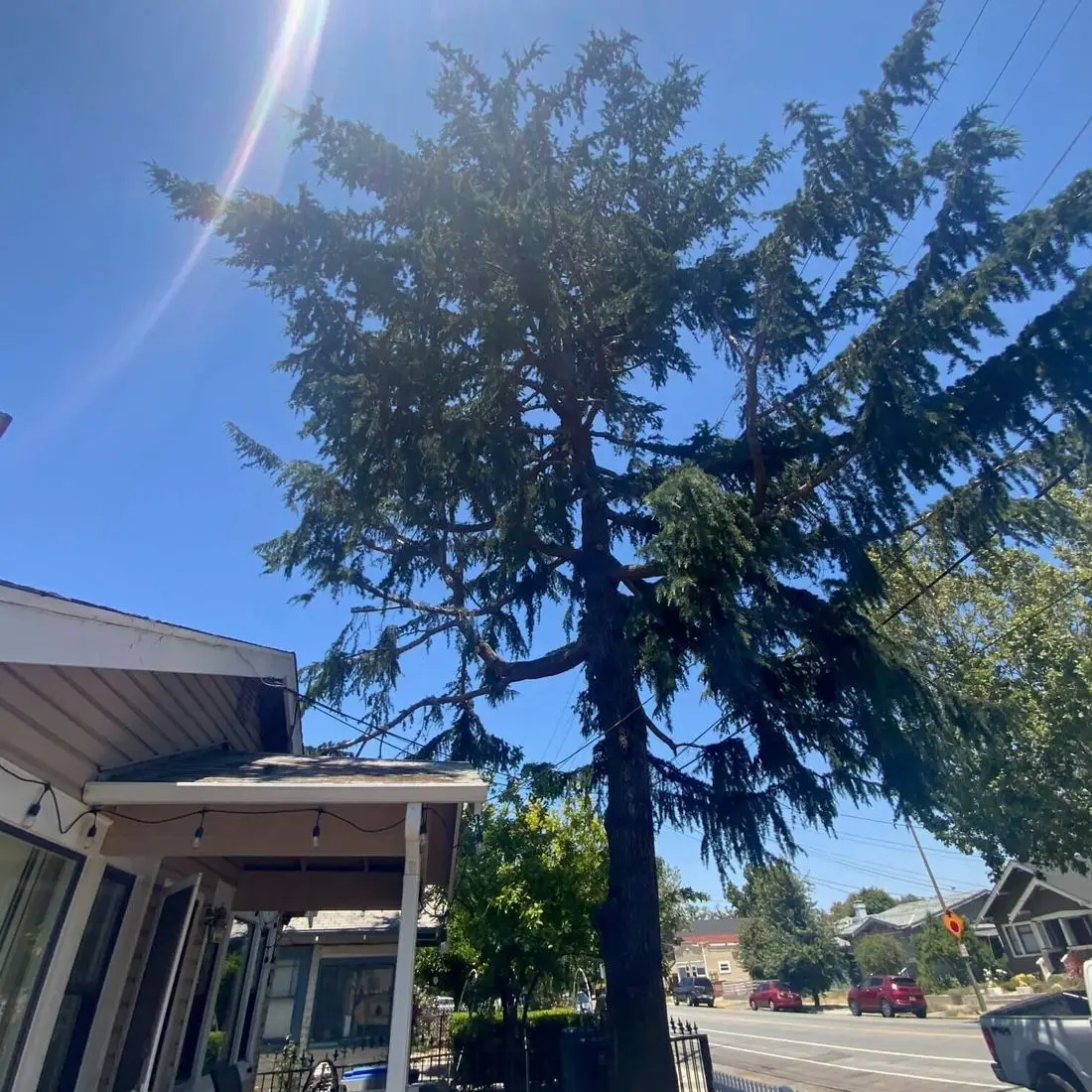 Bay Area Tree Maintenance - Zazueta Tree Specialists - Zazueta Tree Specialists : Tall evergreen tree standing beside a residential home under a bright blue sky in San Jose, CA.