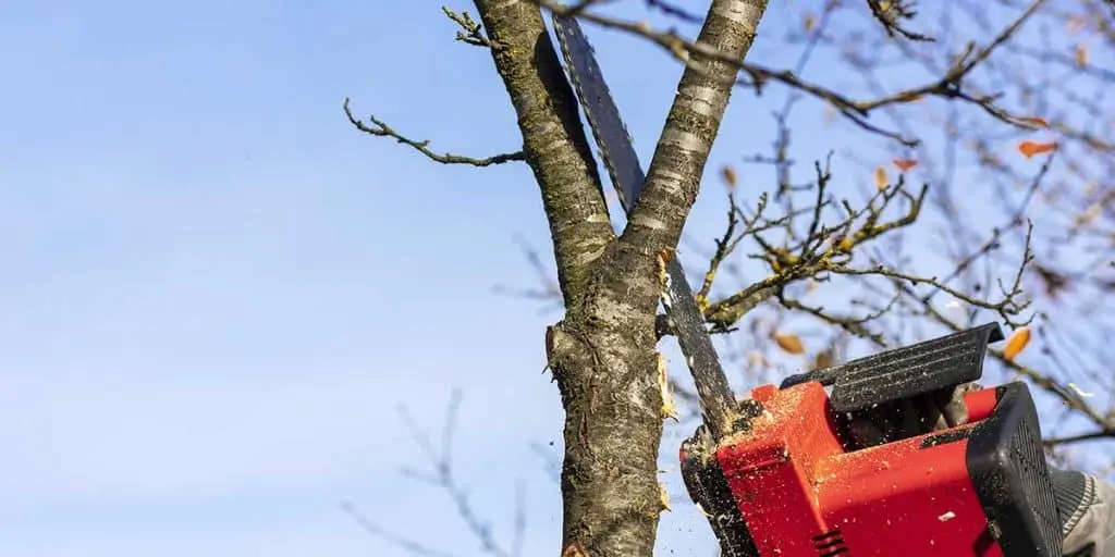 Red chainsaw cutting a thick tree branch against a clear blue sky during seasonal tree trimming.