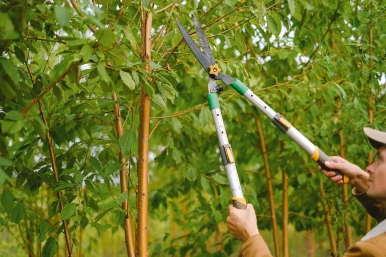 Tree Trimming and Pruning Service - Zazueta Tree Specialists - Zazueta Tree Specialists Person using long-handled pruning shears to trim green leaves and thin tree branches.