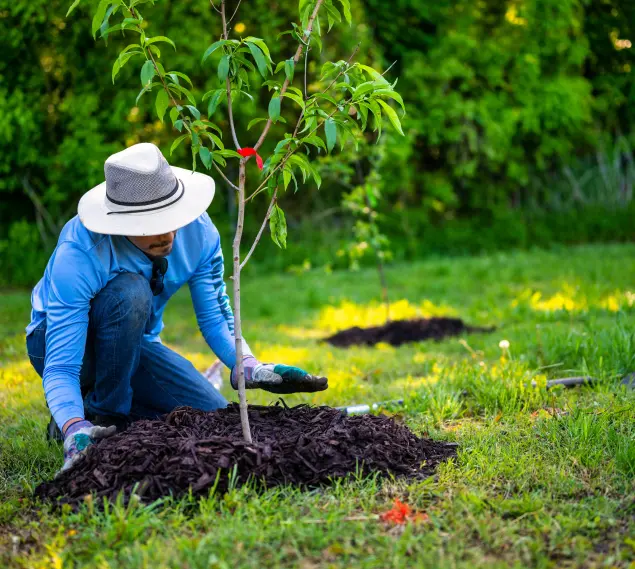 Landscaper kneeling on the grass to mulch a young tree for tree planting in the South Bay area.