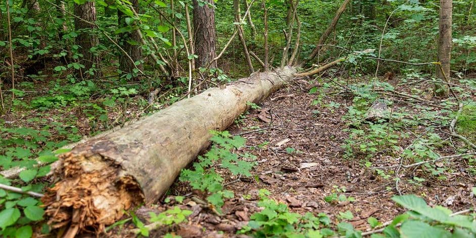 Fallen mature tree trunk resting on a wooded forest floor among green vegetation and scattered branches.