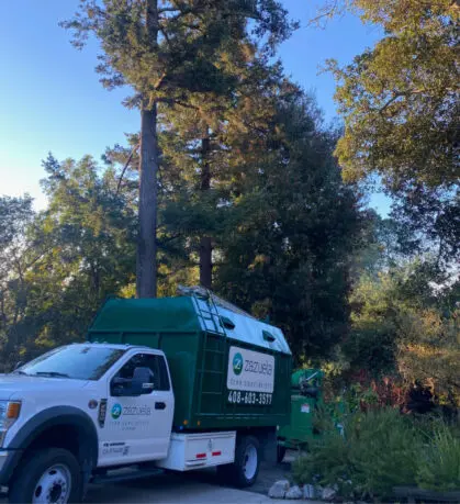 Tree Services in San Jose CA - Zazueta Tree Specialists - Zazueta Tree Specialists White and green Zazueta Tree Specialists utility truck parked beneath tall mature tree.