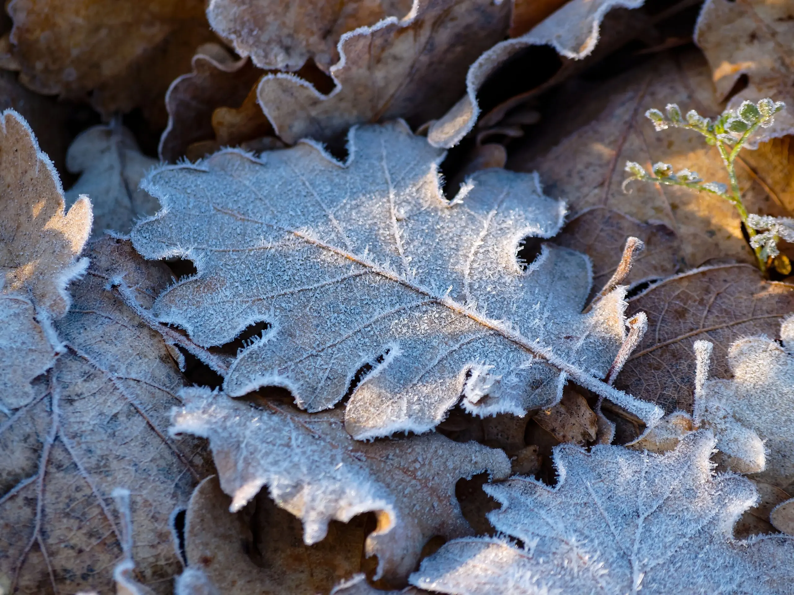 tree-nature-branch-winter-plant-leaf-374226-pxhere.com | Sly Air Pollution Control