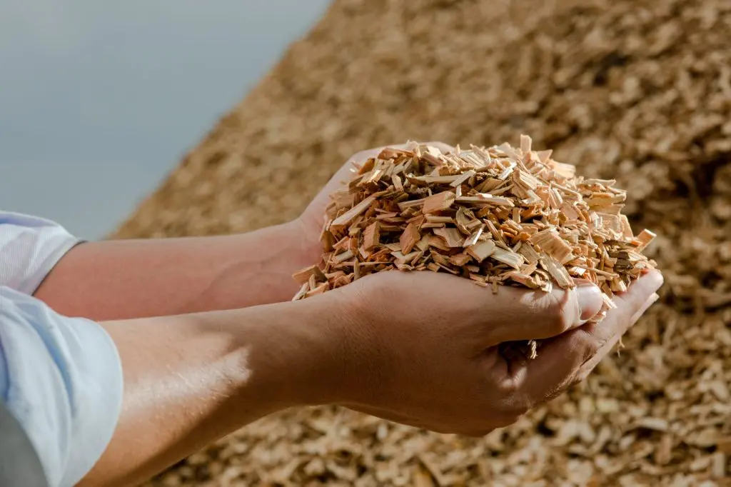 Hände, die Holzspäne von Eukalyptusbäumen als Brennstoff halten