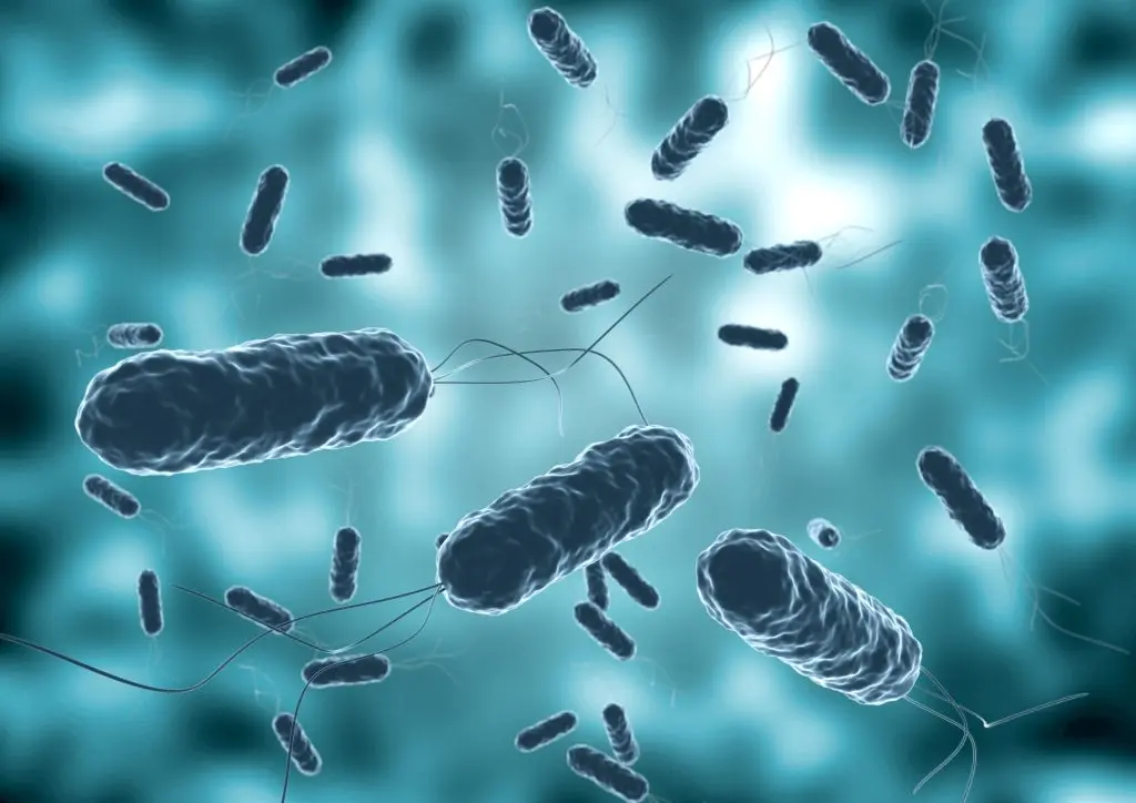 Colony of vibrio cholera seen by electron microscope. Selective Focus. 3D rendering