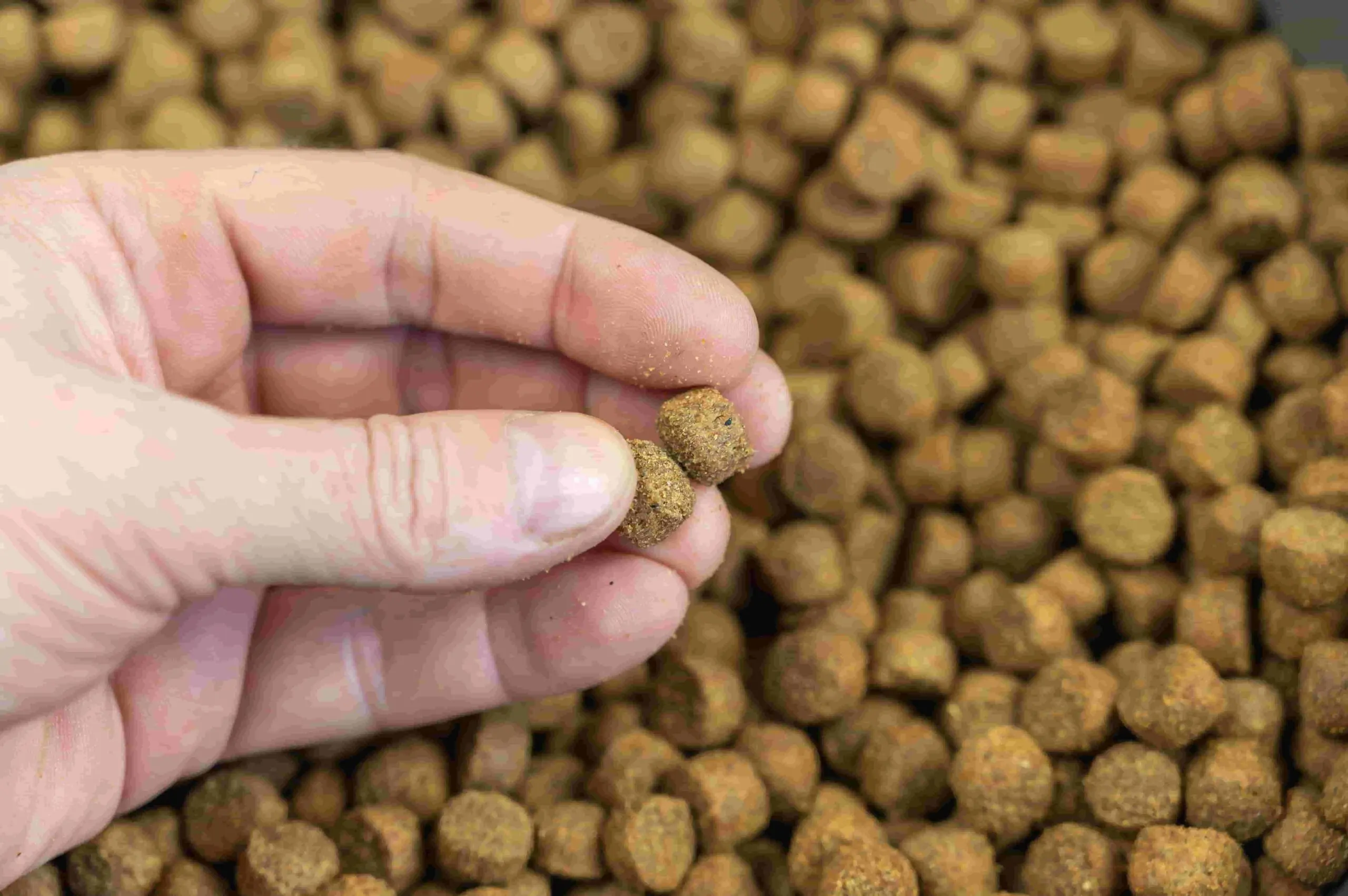 A hand holding pet food