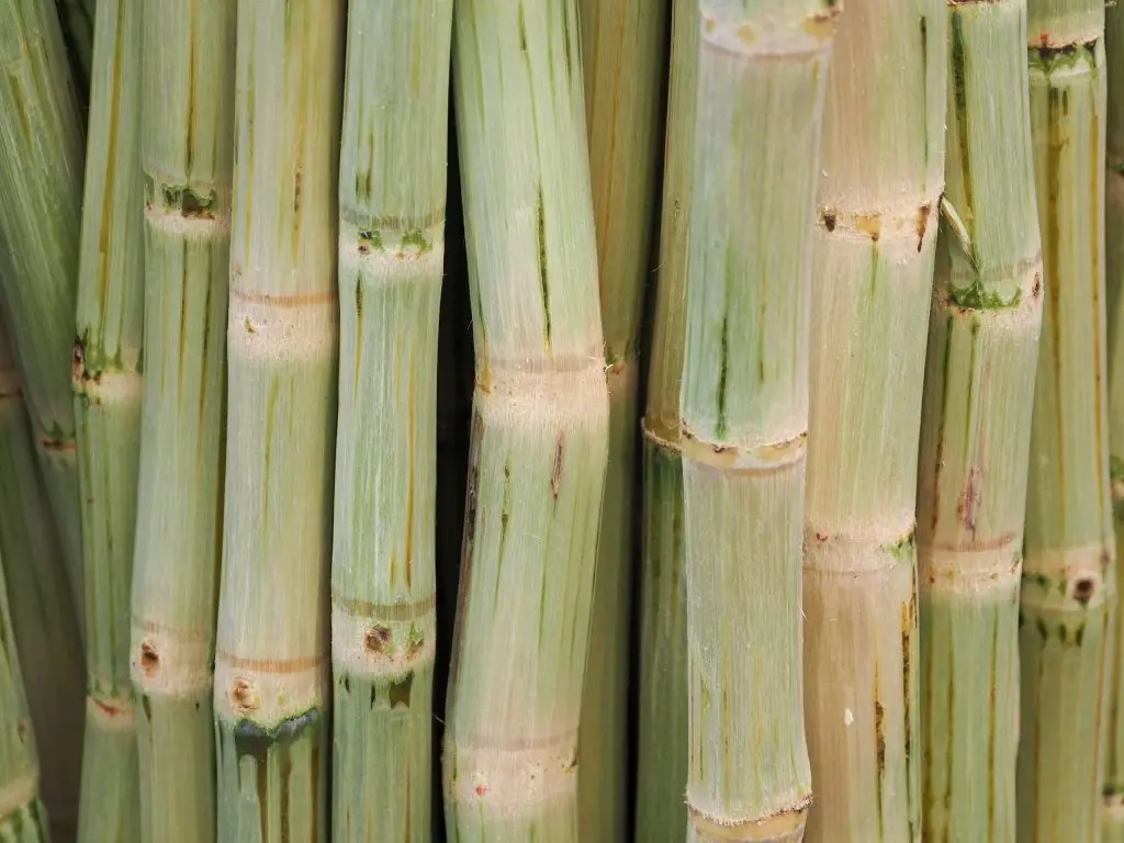 Sugarcane trees that are prepared to be sent to the processing industry to make sugar or make fresh sugarcane juice to drink
