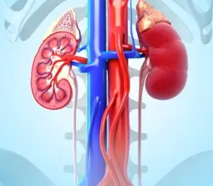 kidney health care