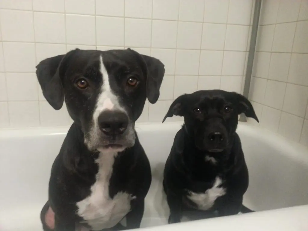 lead-free plumbing fixtures save lives lead-free plumbing fixtures save lives