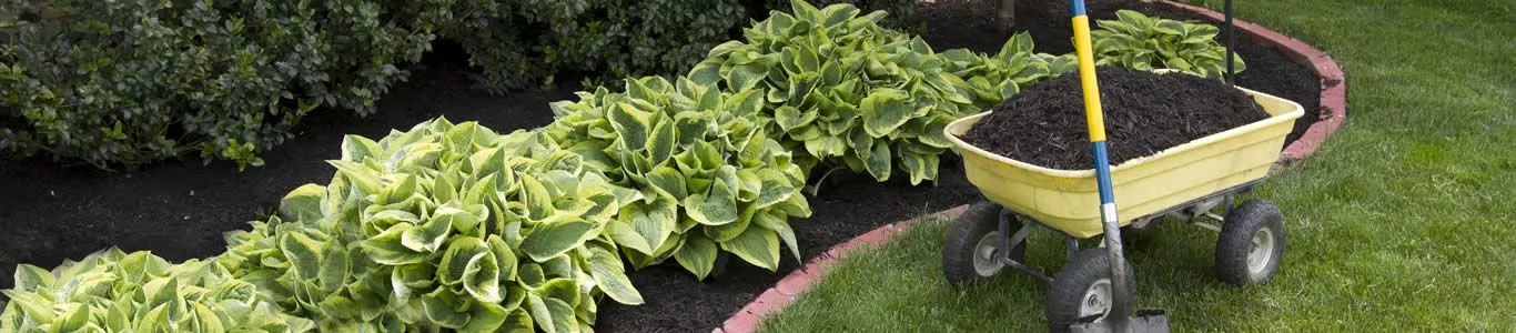 plants in mulch for landscaping