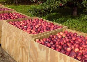 apple crates