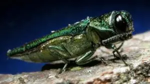 eab-adult-960×540