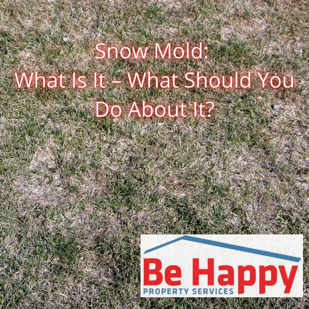 Snow Mold What Is It – What Should You Do About It