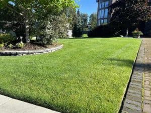 Lush green grass with landscaped trees and shrubs in a modern urban setting.