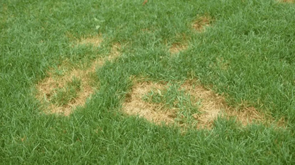 Broken sprinkler irrigation system causing dry patches on green lawn.