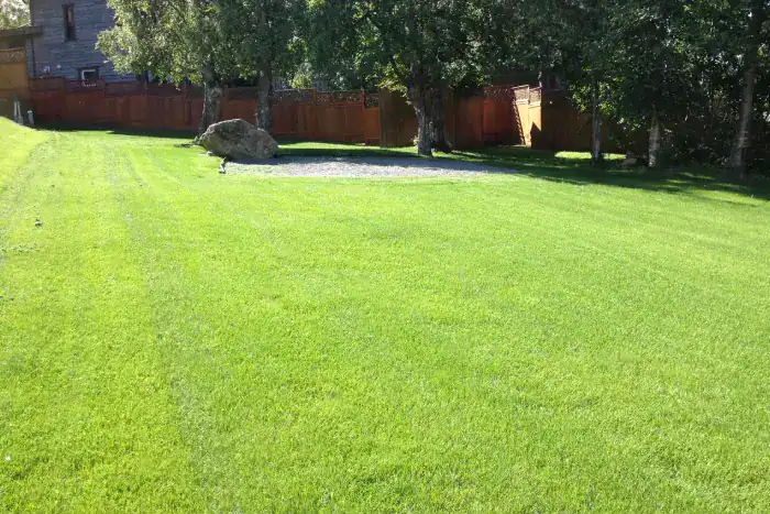 A lush, well-maintained green backyard with trees and a wooden fence.