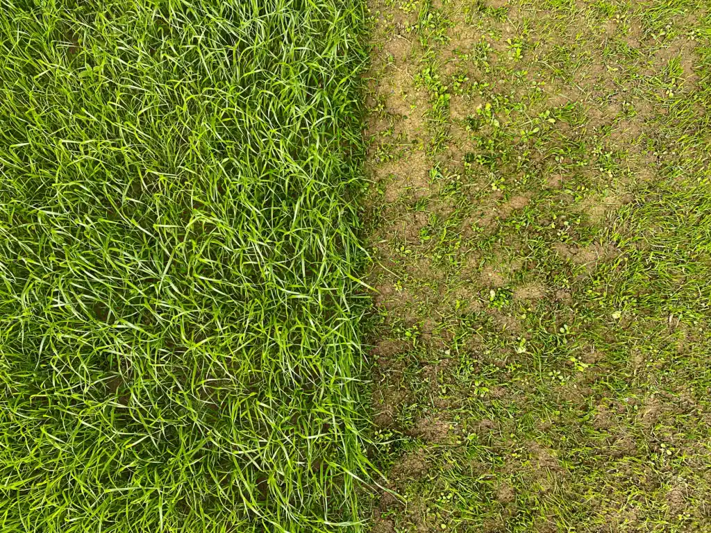 Sod vs. Seed