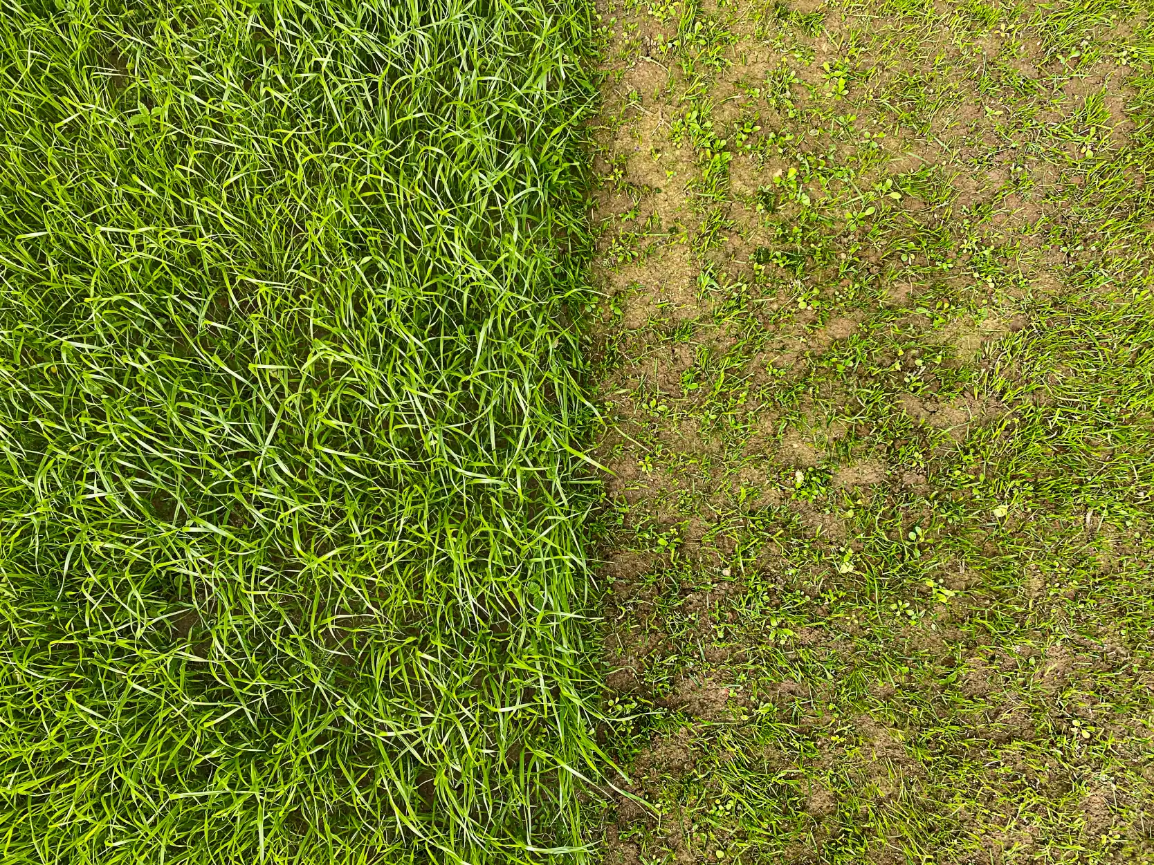 Sod vs. Seed
