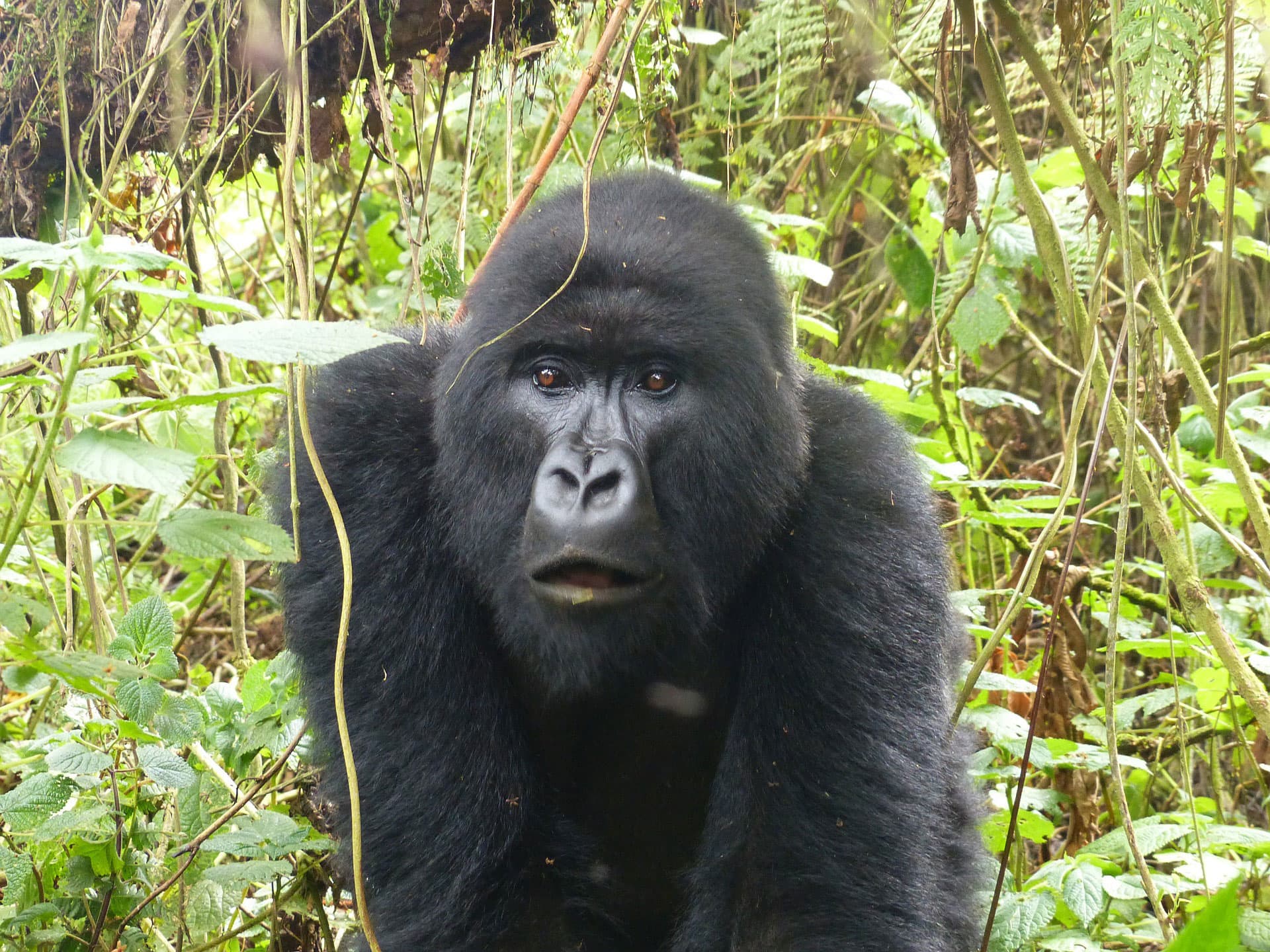 Mountain gorilla