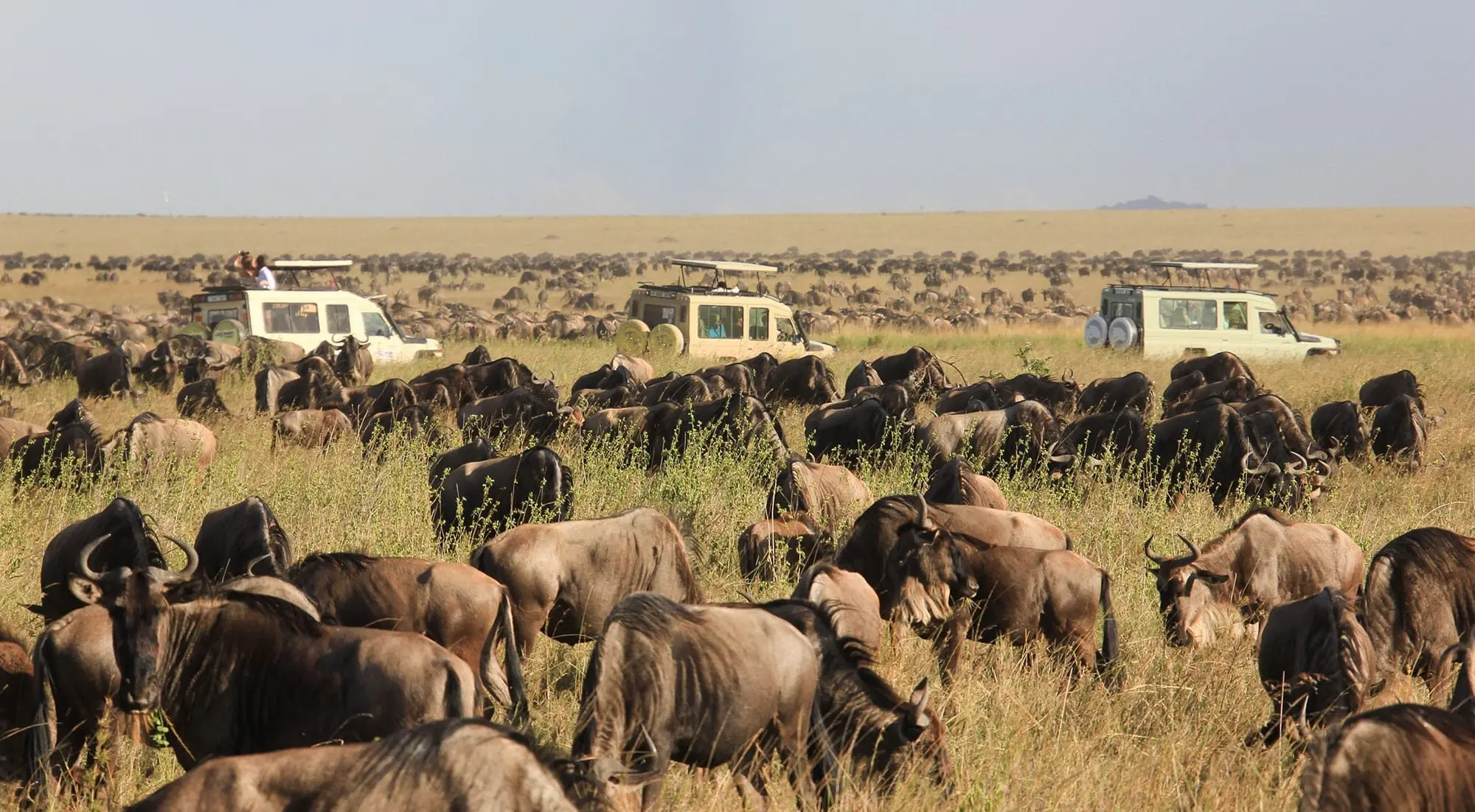 Safari vehicles watch a massive wildebeest herd during the Great Migration on the plains of Maasai Mara, Kenya.