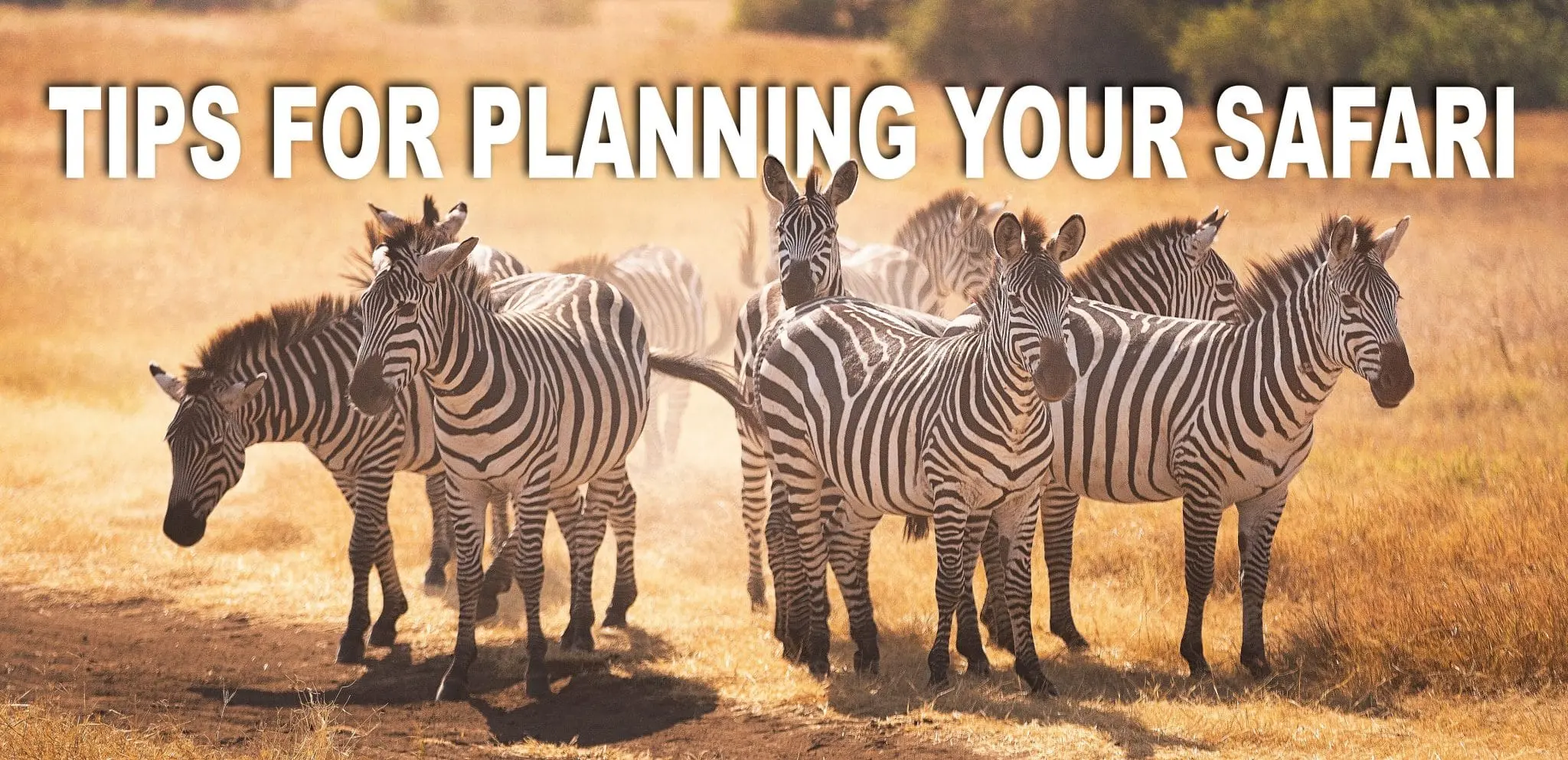 Tips for planning your safari