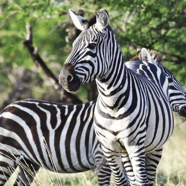 Zebra