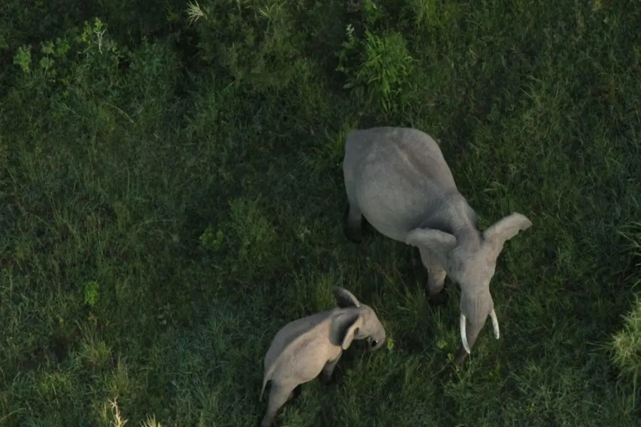 View of elephants from hot air balloon safari